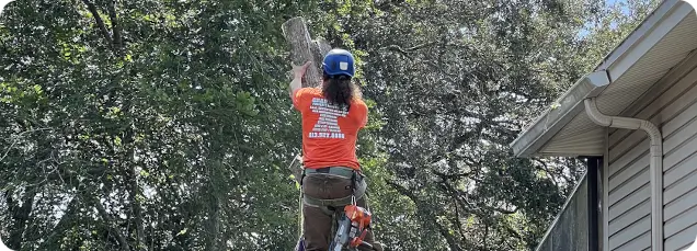 About Grand Oaks Tree Service
