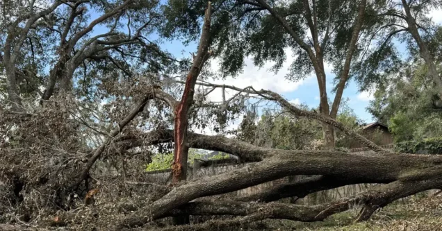 Hurricane-Damaged Tree Removal in Tampa Bay: What to Do After the Storm