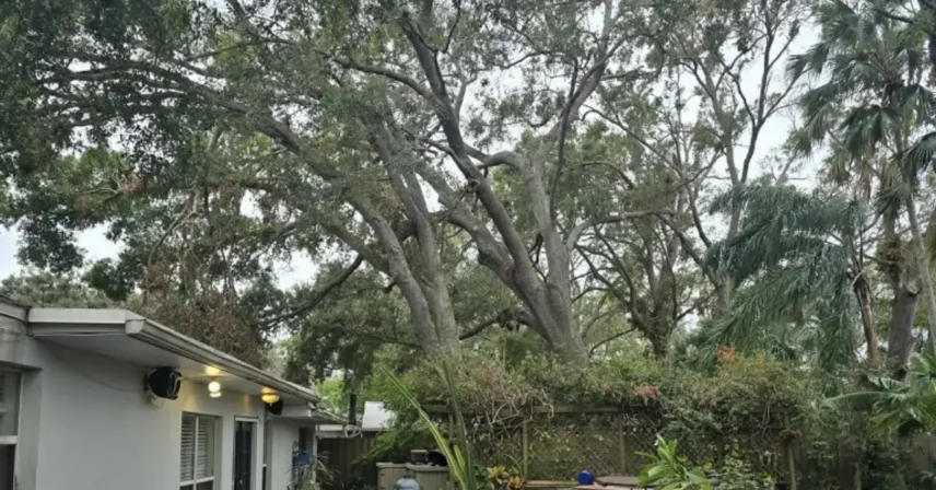 Tree maintenance scene with selective branch cuts to improve clearance and storm readiness.