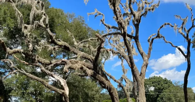 Oak Tree Diseases in Pasco & Hillsborough County: What Every Homeowner Should Know