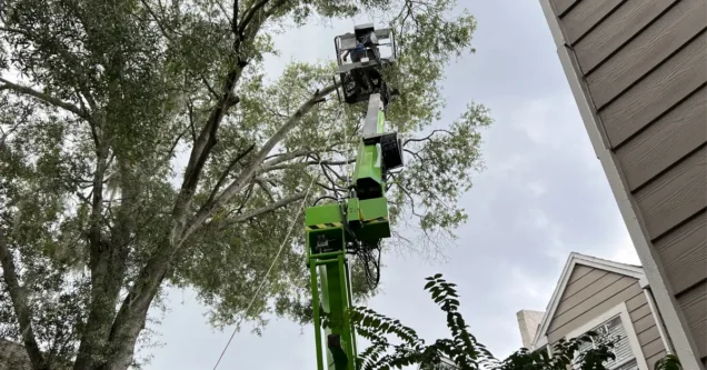 How Much Does Tree Trimming Cost in Pasco County? (2026 Price Guide)